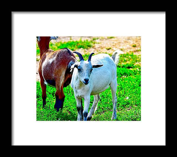 Goat Framed Print featuring the photograph Goat Friends by Becky Kurth