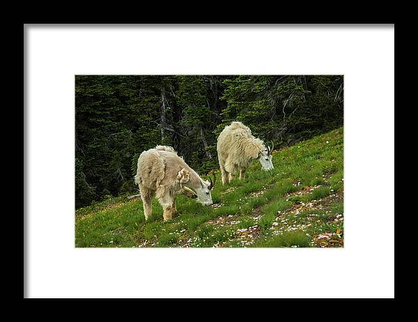 Olympic National Park Framed Print featuring the photograph Goat Garden by Doug Scrima