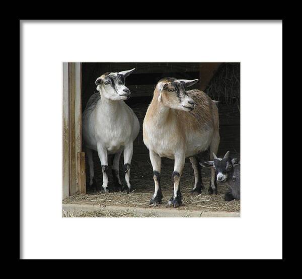 Goats Framed Print featuring the photograph Goat Trio by Jeanette Oberholtzer