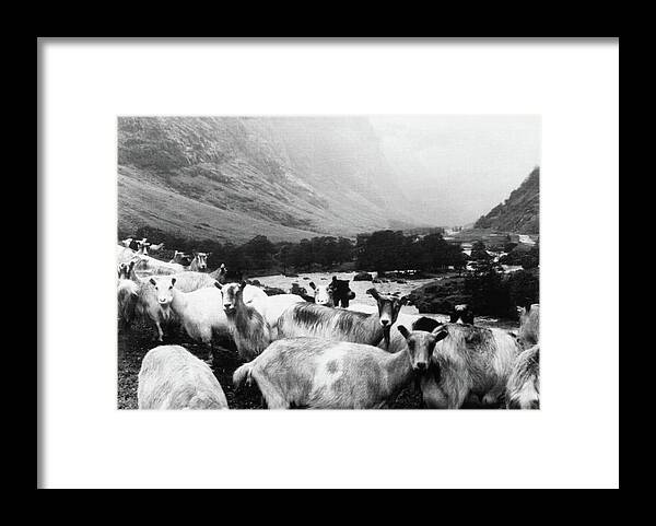 Goats Framed Print featuring the mixed media Goats In Norway- by Linda Woods by Linda Woods