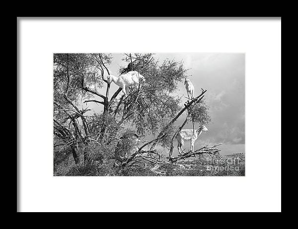 Morocco Framed Print featuring the photograph Goats in Tree BW by Chuck Kuhn