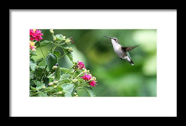 Hummingbird Framed Print featuring the photograph God Is The Wind Beneath My Wings by Diane Lindon Coy
