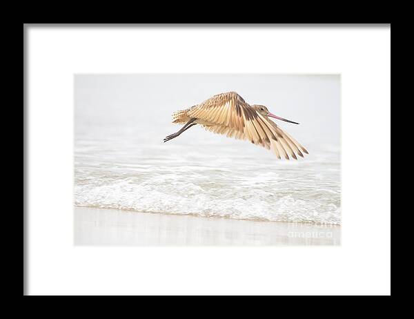 Marbled Godwit Framed Print featuring the photograph Godwit over the Ocean by Ruth Jolly