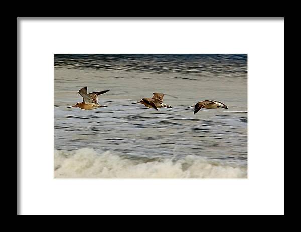 Bird Framed Print featuring the photograph Bar Tailed Godwits by Jeff Townsend