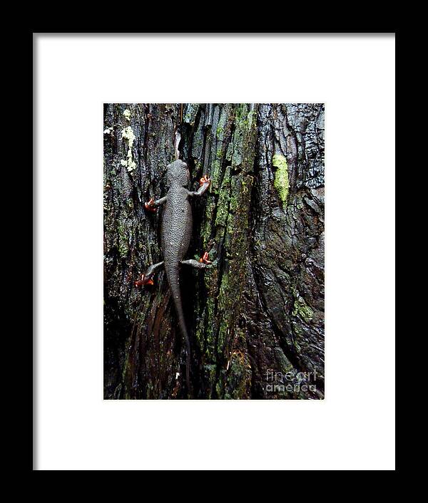  Nature Framed Print featuring the photograph Going Up by JoAnn SkyWatcher