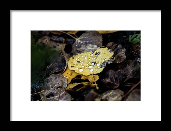 Aspen Framed Print featuring the photograph Gold And Diamonds by Stephen Holst