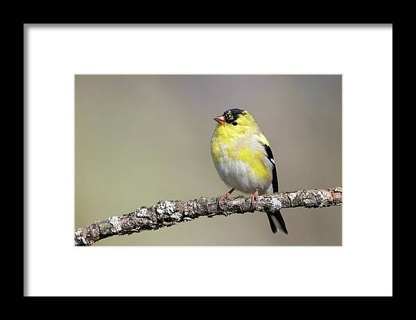 Goldfinch Framed Print featuring the photograph Gold Finch by Eilish Palmer