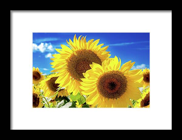 Farm Framed Print featuring the photograph Gold by Greg Fortier