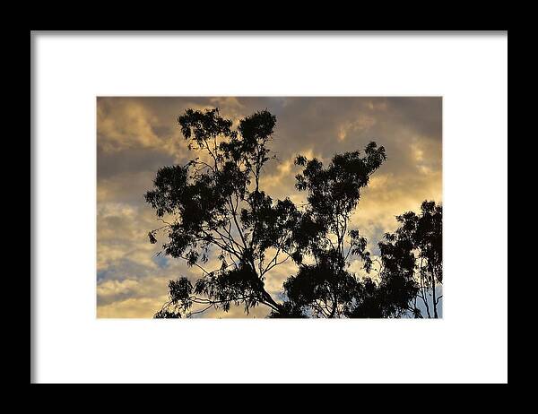 Linda Brody Framed Print featuring the photograph Gold Sunset Tree Silhouette I by Linda Brody