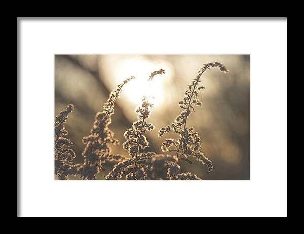 Goldenrod Framed Print featuring the photograph Gold by Terri Hart-Ellis