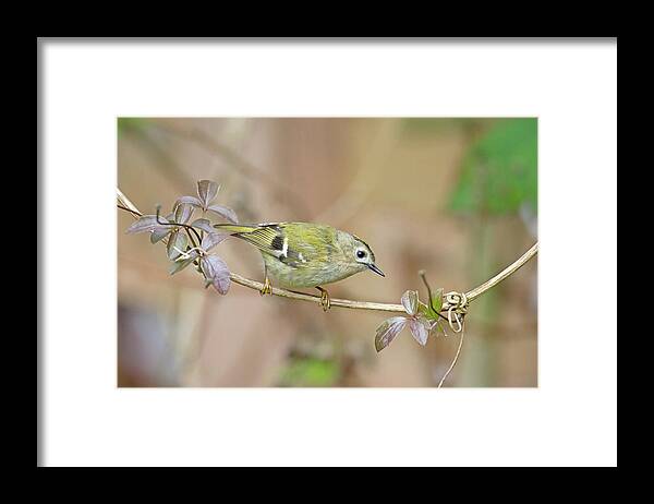 Goldcrest Framed Print featuring the photograph Goldcrest by Pete Walkden
