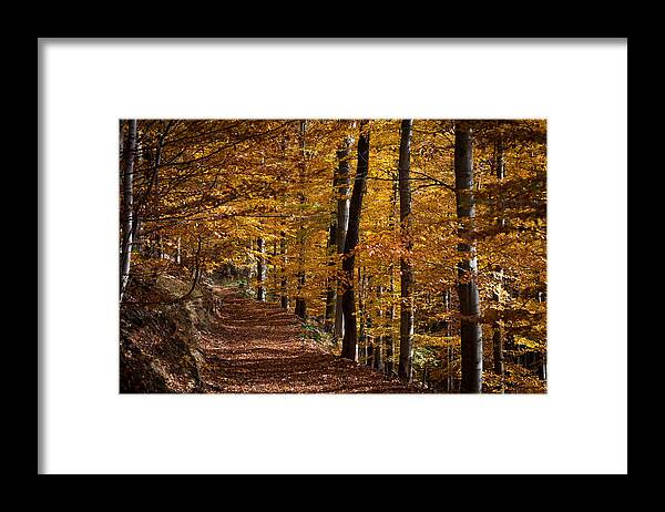 Herbst Framed Print featuring the photograph Golden Autumn by Andreas Levi