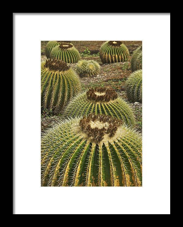 Landscape Framed Print featuring the photograph Golden Barrel by Michael Peychich