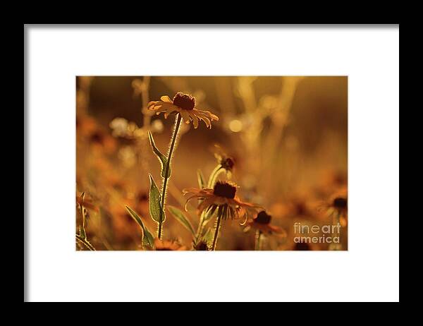 Flower Framed Print featuring the photograph Golden Black Eyed Susan by Jimmy Ostgard