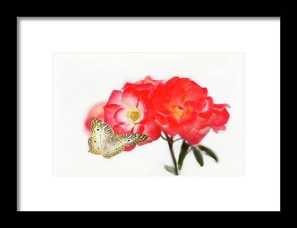 Roses Framed Print featuring the photograph Golden Butterfly on Roses by Susan Gary