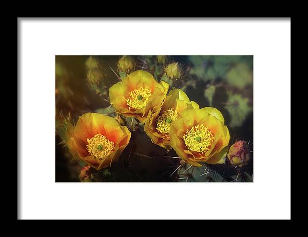 Prickly Pear Cactus Framed Print featuring the photograph Golden Cacti Flowers by Saija Lehtonen