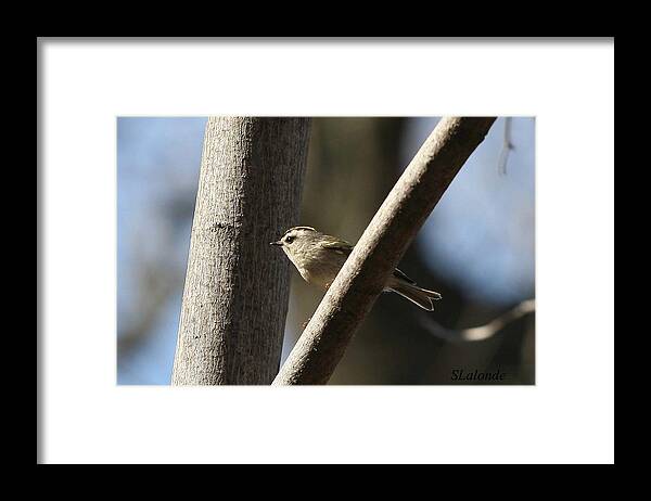 Golden-crowned Kinglet Framed Print featuring the photograph Golden-crowned kinglet by Sarah Lalonde