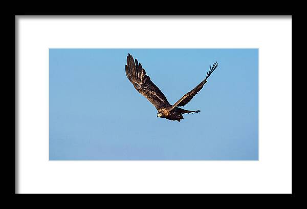 Raptor Framed Print featuring the photograph Golden Eagle 2 by Rick Mosher