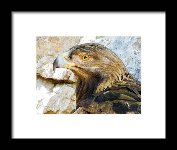 #orcinusfotograffy #arizona #phoenix #zoo #golden #eagle #beak #eyes #nature #animal #colors Framed Print featuring the photograph Golden Eagle by Kimo Fernandez