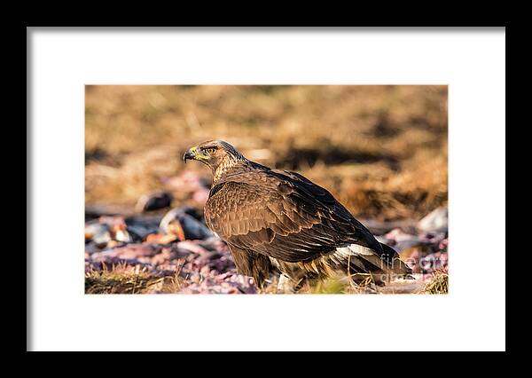 Golden Eagle Framed Print featuring the photograph Golden Eagle's Back by Torbjorn Swenelius