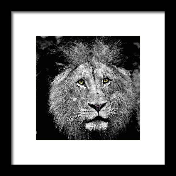Lion Framed Print featuring the photograph Golden Ees by Steve and Sharon Smith