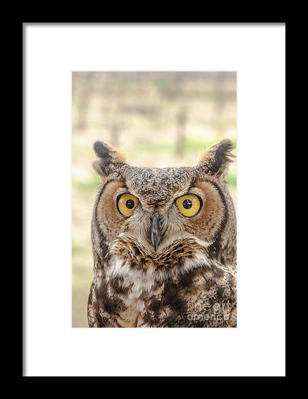 Owl Framed Print featuring the photograph Golden Eyes by Jim DeLillo