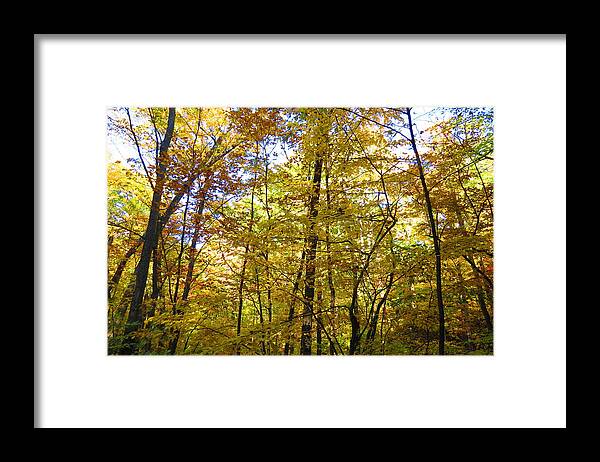 Leaves Framed Print featuring the photograph Golden Fall by Connor Ehlers