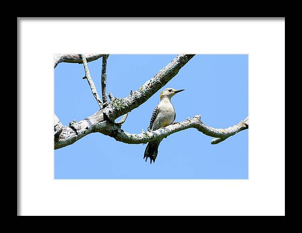 Golden-fronted Woodpecker Out On A Limb Framed Print featuring the photograph Golden-fronted Woodpecker Out on a Limb by Debra Martz