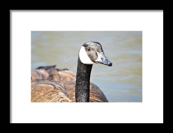 Goose Framed Print featuring the photograph Golden Gander by Bonfire Photography