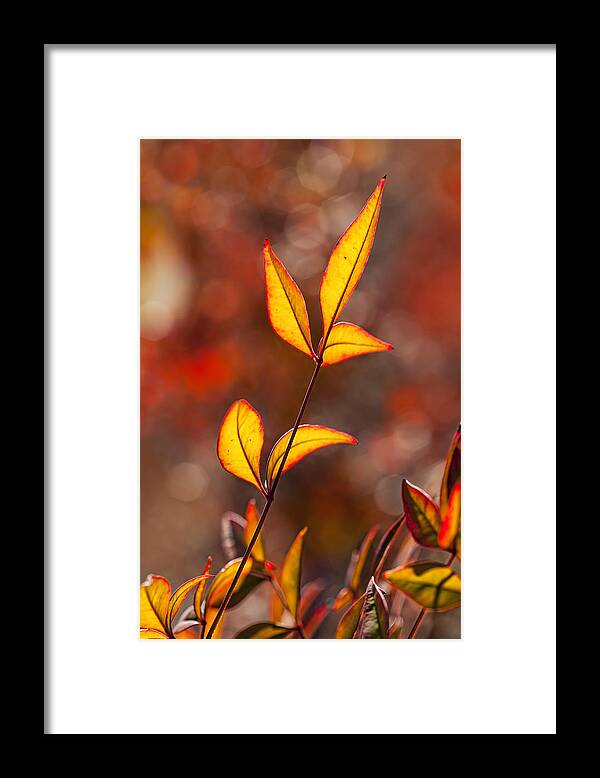 Yellow Leaves Framed Print featuring the photograph Golden Glow by Kelley King