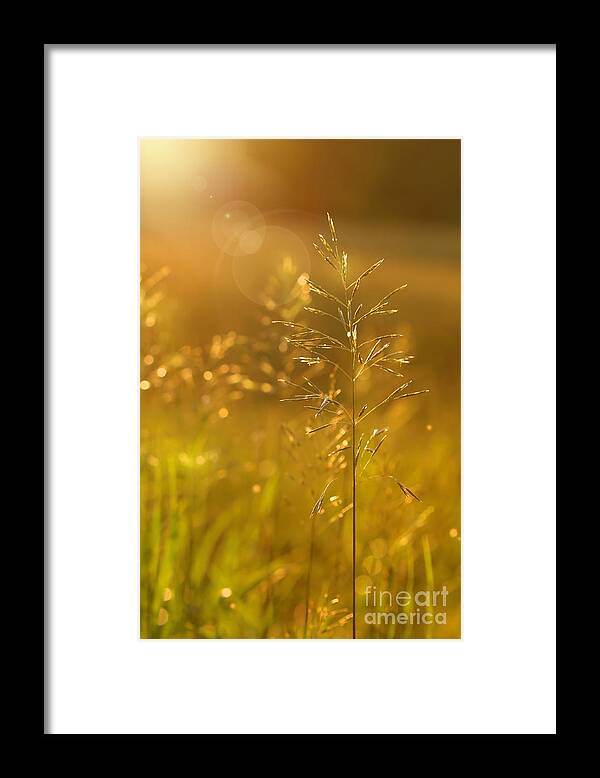 Afternoon Framed Print featuring the digital art Golden glow by Sandra Cunningham