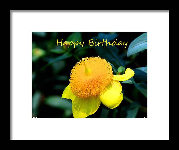 Golden Guinea Happy Birthday Framed Print featuring the photograph Golden Guinea Happy Birthday by Lisa Wooten