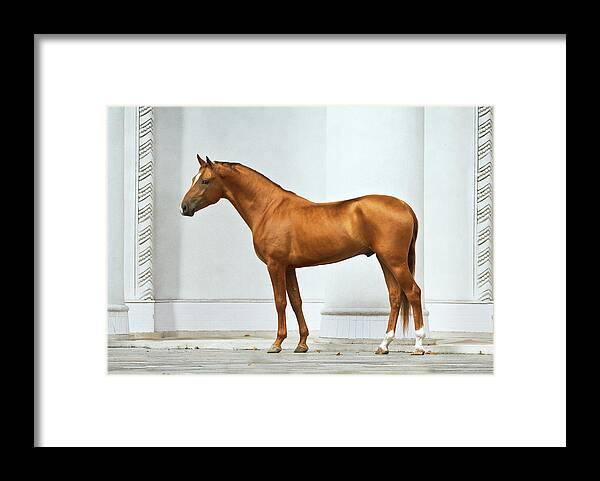 Russian Artists New Wave Framed Print featuring the photograph Golden Horse by Ekaterina Druz