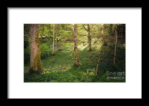 Bolton Abbey Framed Print featuring the photograph Golden hour in the woods by Mariusz Talarek