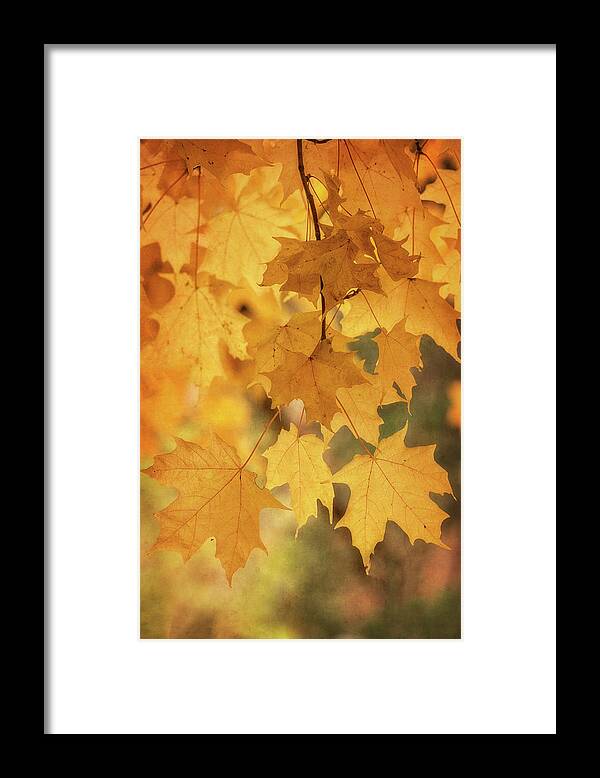 Maple Leaves Framed Print featuring the photograph Golden Maple by Saija Lehtonen