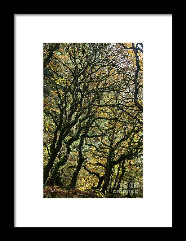 Oak Trees Framed Print featuring the photograph Golden Oaks by Andy Myatt