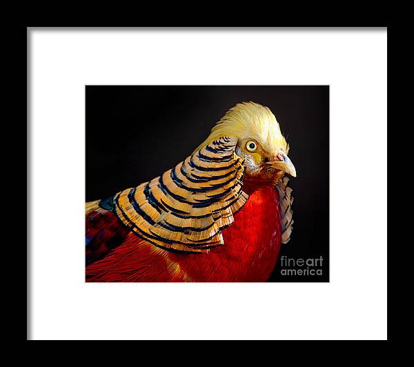Chinese Gold Pheasant Framed Print featuring the photograph Golden Pheasant by Martin Konopacki