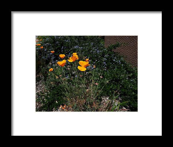 Botanical Framed Print featuring the photograph Golden Poppy Path by Richard Thomas