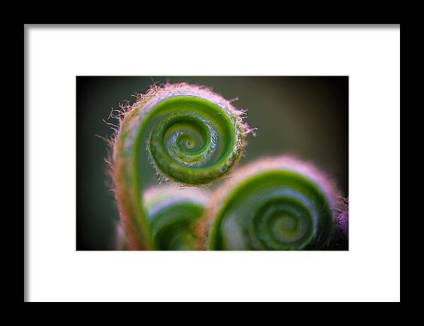  Framed Print featuring the photograph Golden Ratio Sort Of by Micah Goff