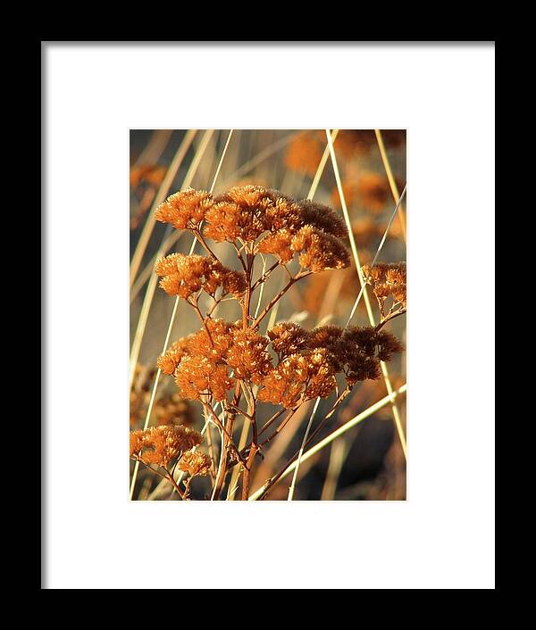 Flower Framed Print featuring the photograph Golden Reach by David Bader