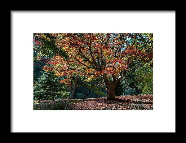 Biltmore Framed Print featuring the photograph Golden Red and Orange by Dale Powell