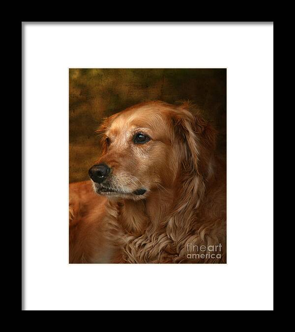 Dog Framed Print featuring the photograph Golden Retriever by Jan Piller