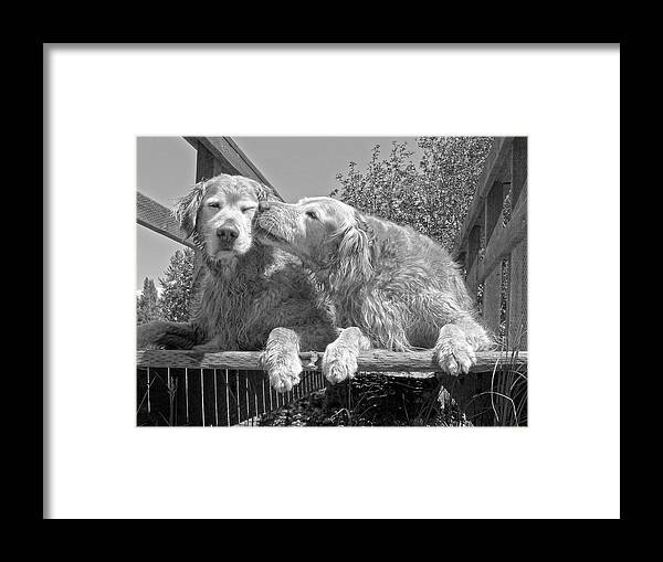 Golden Retriever Framed Print featuring the photograph Golden Retrievers the Kiss Black and White by Jennie Marie Schell