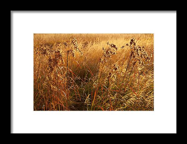 Kelly River Wilderness Framed Print featuring the photograph Golden Riverbank Grasses by Irwin Barrett