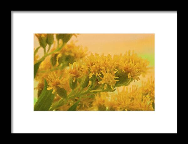 Golden Rod Framed Print featuring the photograph Golden Rod Solidago by Sandra Foster