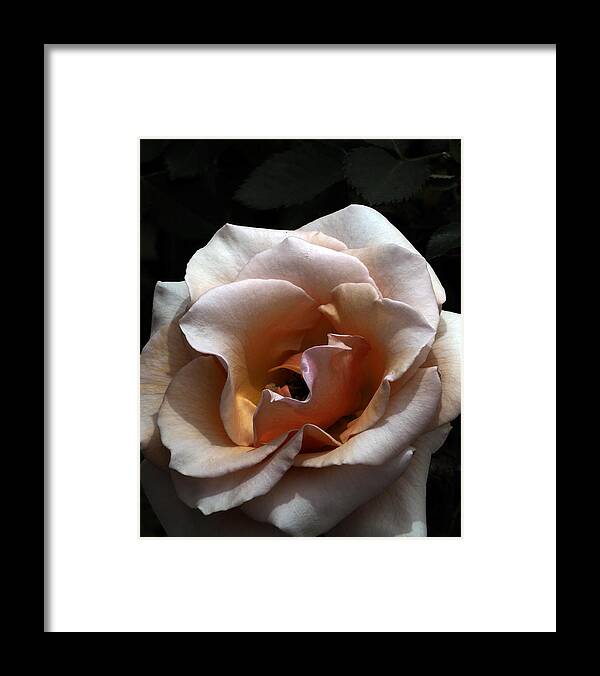 Botanical Framed Print featuring the photograph Golden Rose Unfurled by Richard Thomas