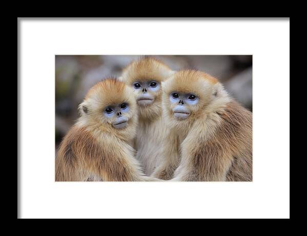 Mp Framed Print featuring the photograph Golden Snub-nosed Monkey Rhinopithecus by Cyril Ruoso