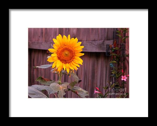 Sunflower Framed Print featuring the photograph Golden Sunflower by Sheri Simmons