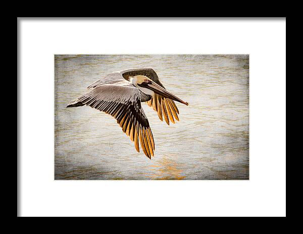 Pelican Framed Print featuring the photograph Golden Tips by Debra Martz