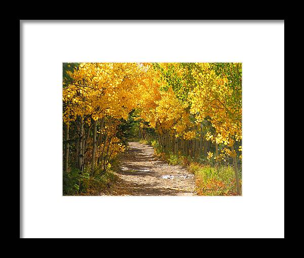 Fall Autumn Walk Path Hike Aspen Rocky Mountains Goldhill Sunny Framed Print featuring the photograph Golden tunnel by George Tuffy